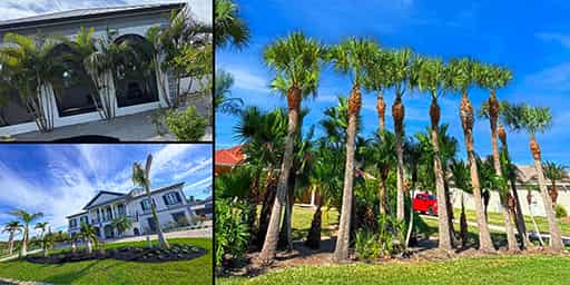 Punta Gorda Tree Services